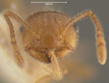 Media type: image;   Entomology 20799 Aspect: head frontal view